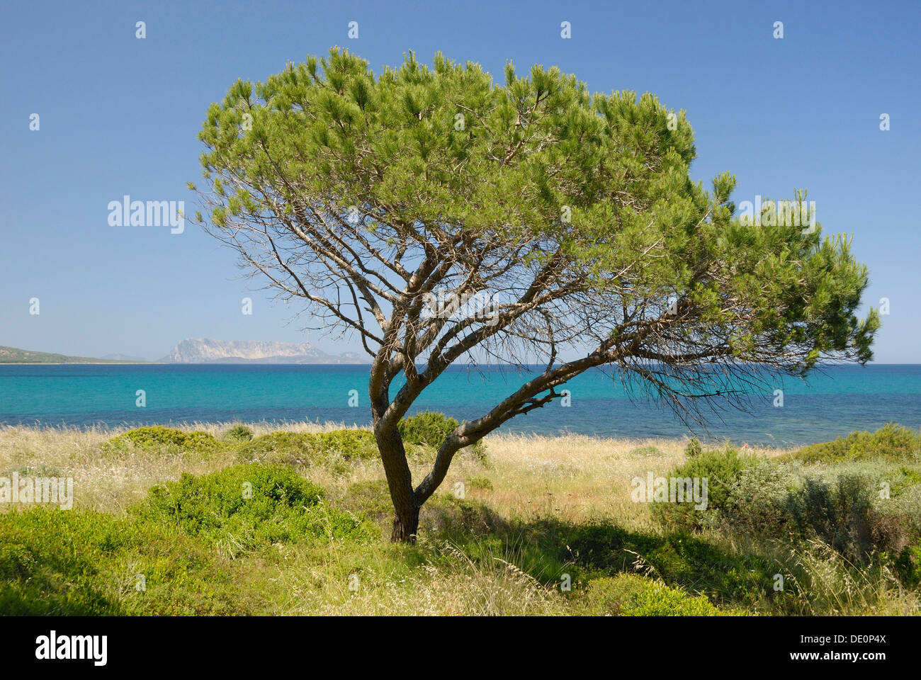 Giovane Albero Di Pino Domestico Pinus Pinea Sulla