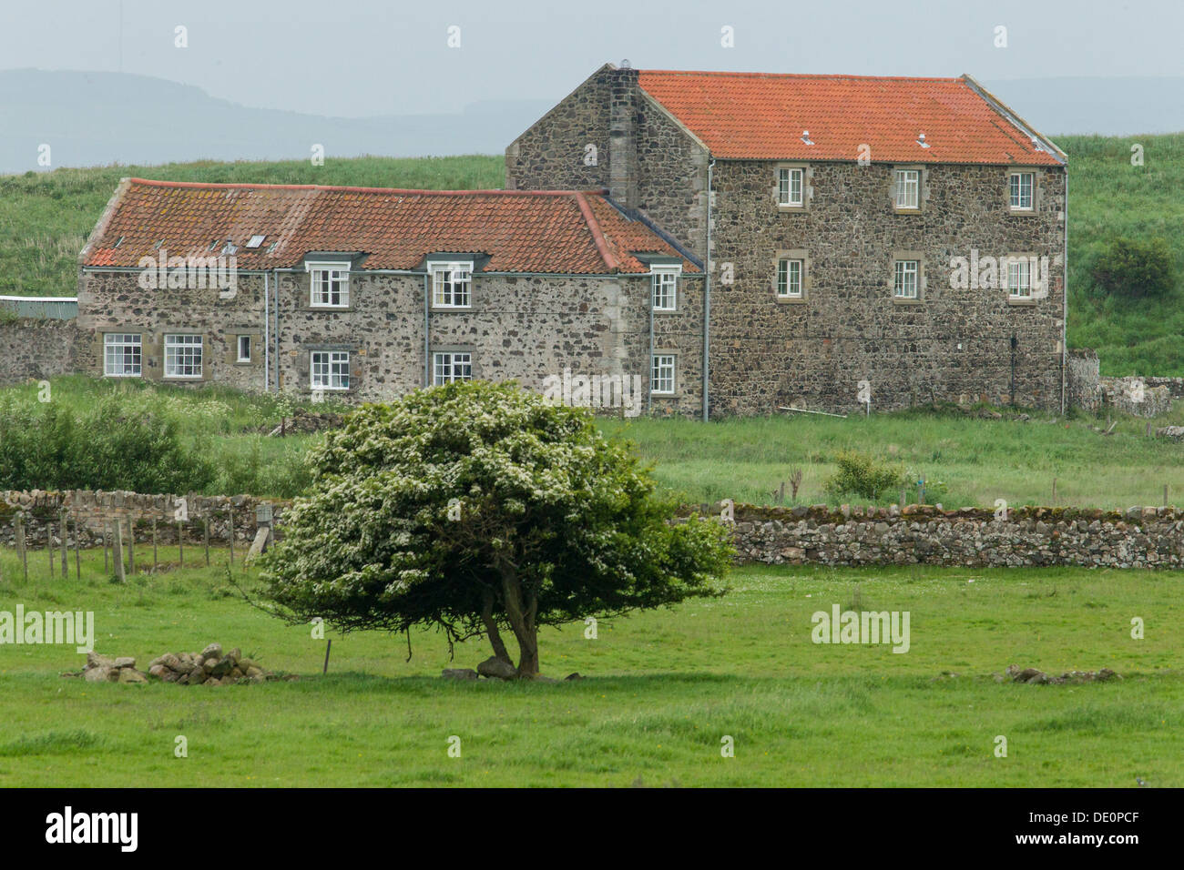 Case tipiche sull isola santa, Northumberland, England, Regno Unito, Europa Foto Stock