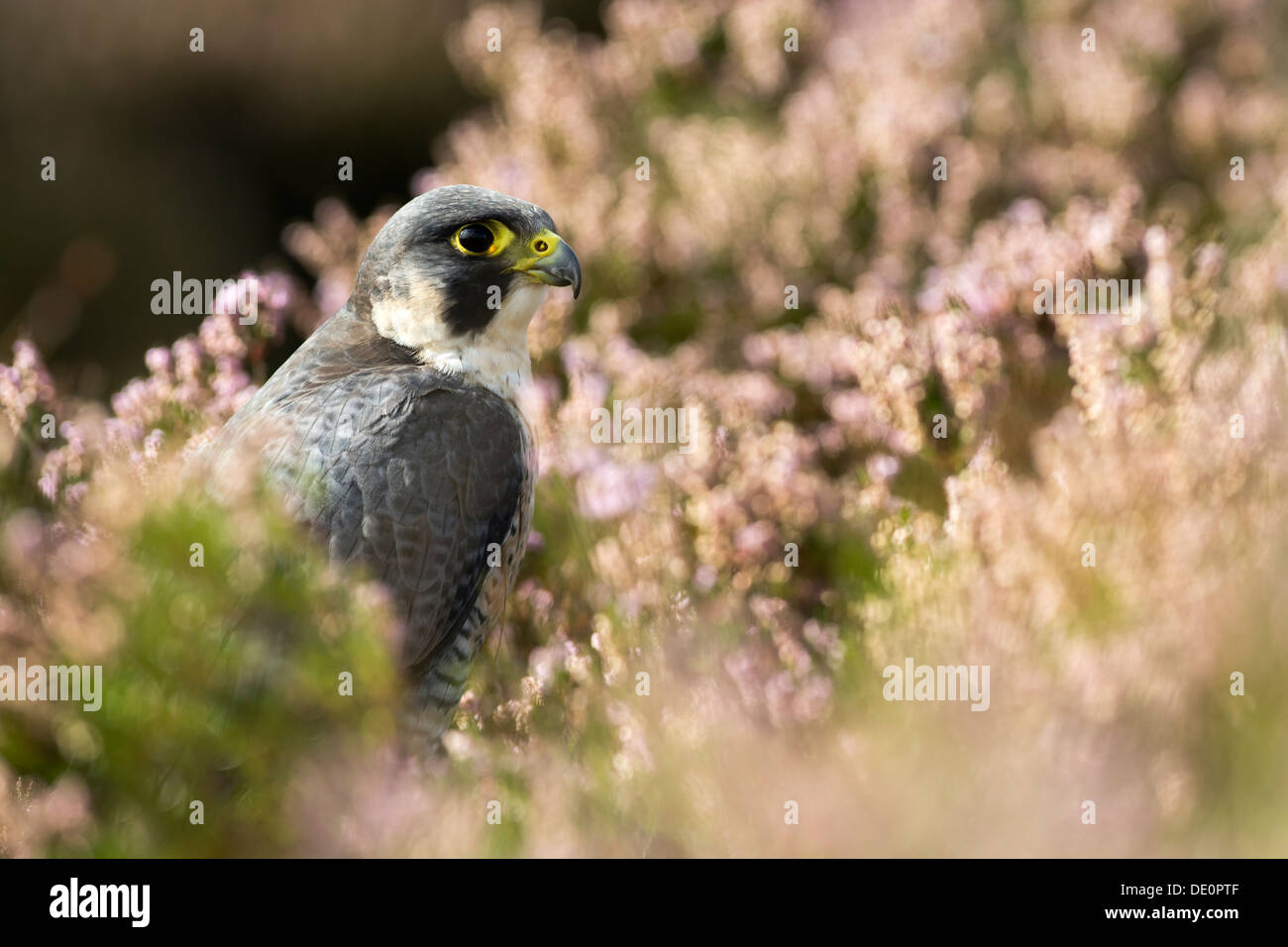 Falco pellegrino, Falco peregrinus, appoggiato in heather sulla brughiera, nello Yorkshire, Regno Unito. Captive Bird. Foto Stock