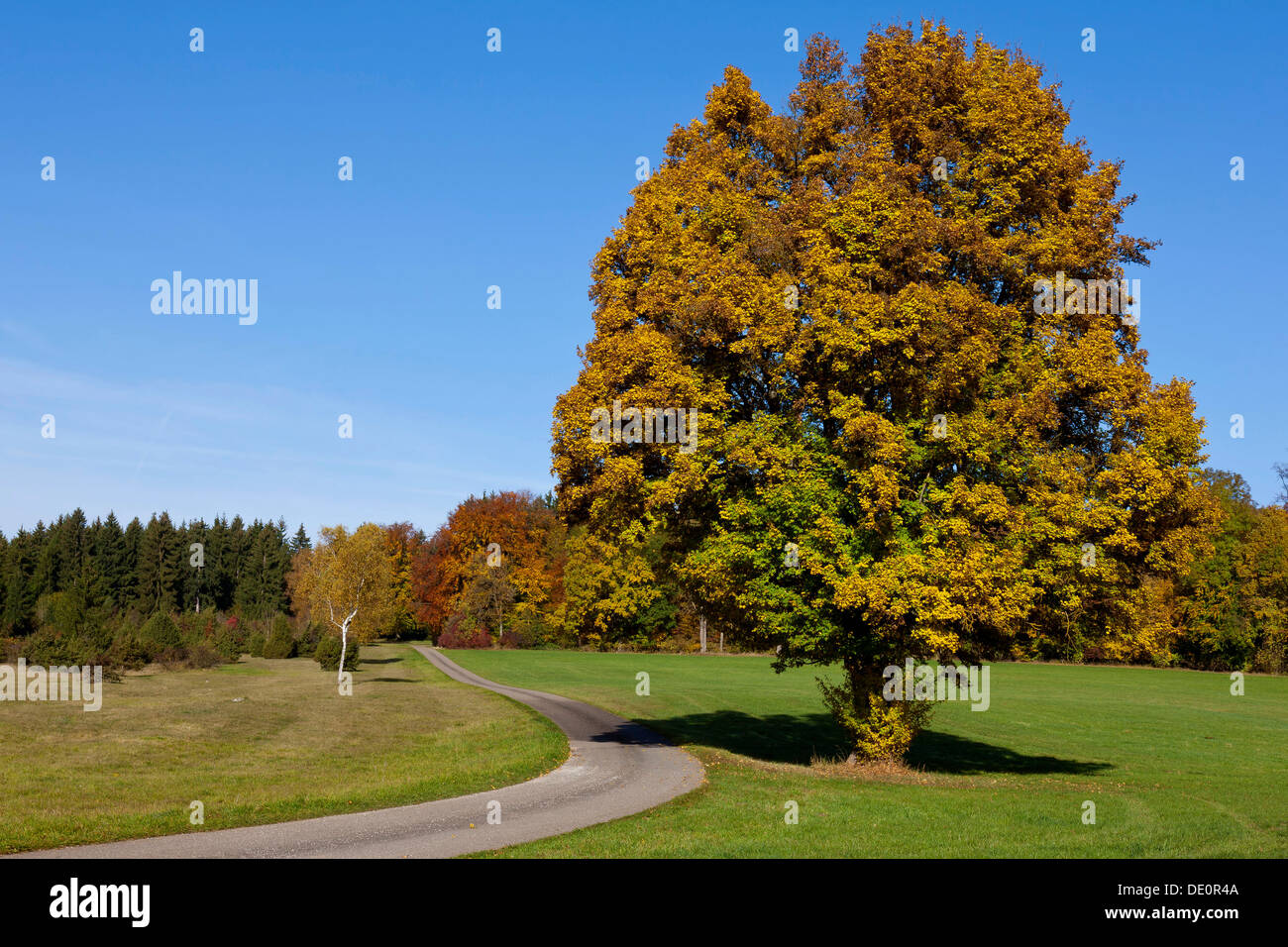 Percorso attraverso un campo con alberi d'autunno, Gerstetten, Giura Svevo, Schwäbische Alb, Baden-Württemberg, Germania Foto Stock