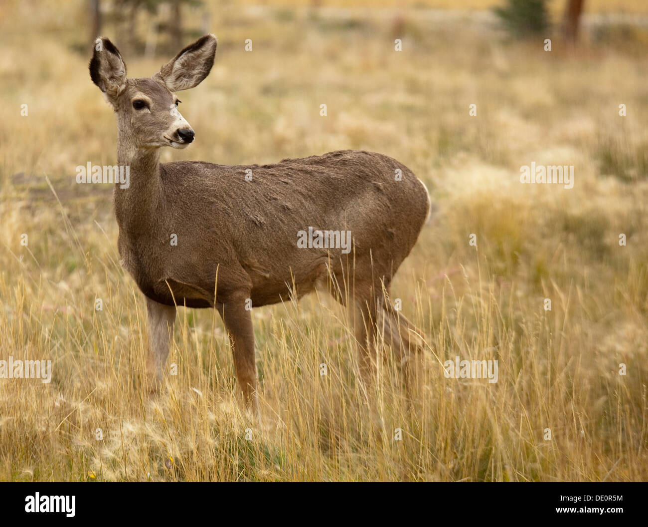 Il pascolo doe, Hind, femmina Mule Deer (Odocoileus hemionus), Yukon Territory, Canada Foto Stock