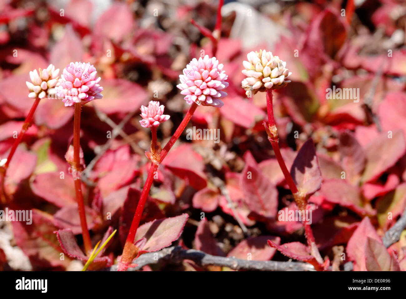 Knotweed rosa (Persicaria capitata), piante invasive nel Parco Nazionale dei Vulcani delle Hawaii, Big Island, Hawaii, STATI UNITI D'AMERICA Foto Stock