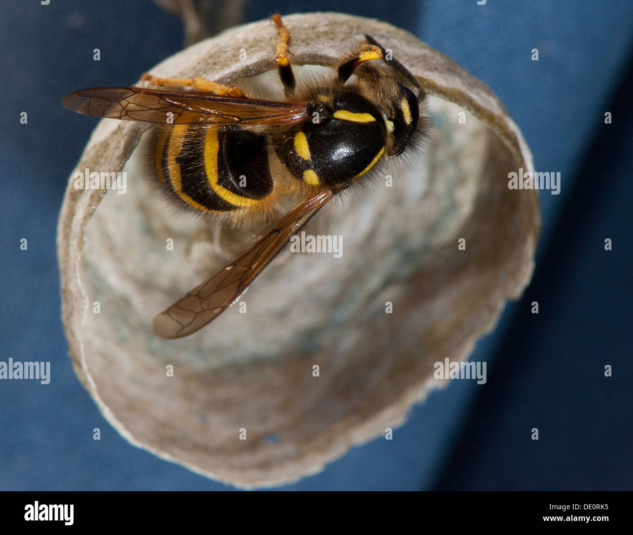 Wasp comune, edificio nido per deporre le uova. Vespula vulgaris. Foto Stock