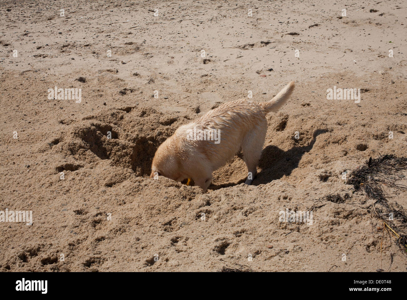 Un determinato laboratorio giallo cane scava nella sabbia bagnata a Provincetown in Massachusetts su un estate la domenica mattina. Foto Stock