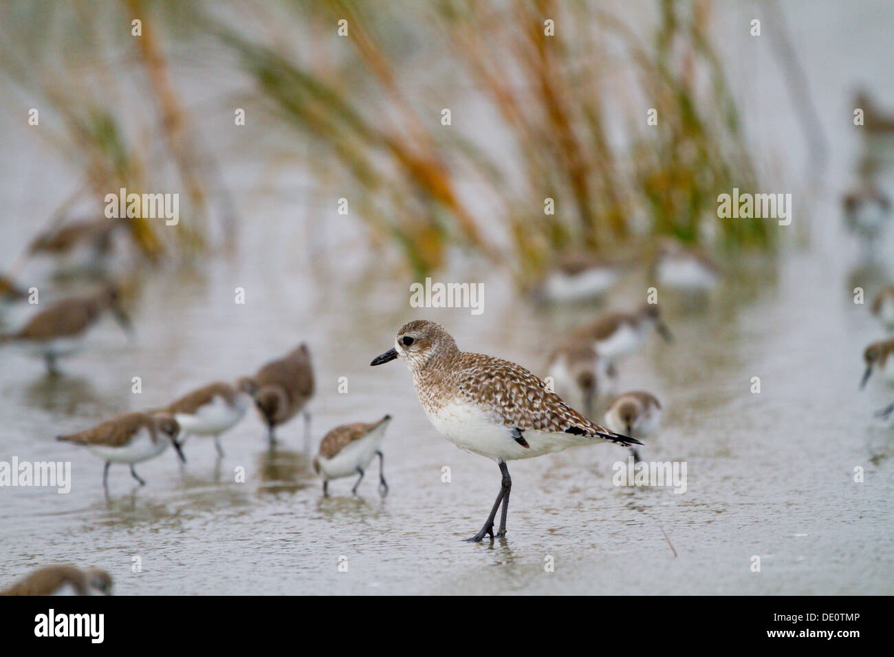 Rospo plover @ Harbour Island con altri uccelli costieri Foto Stock