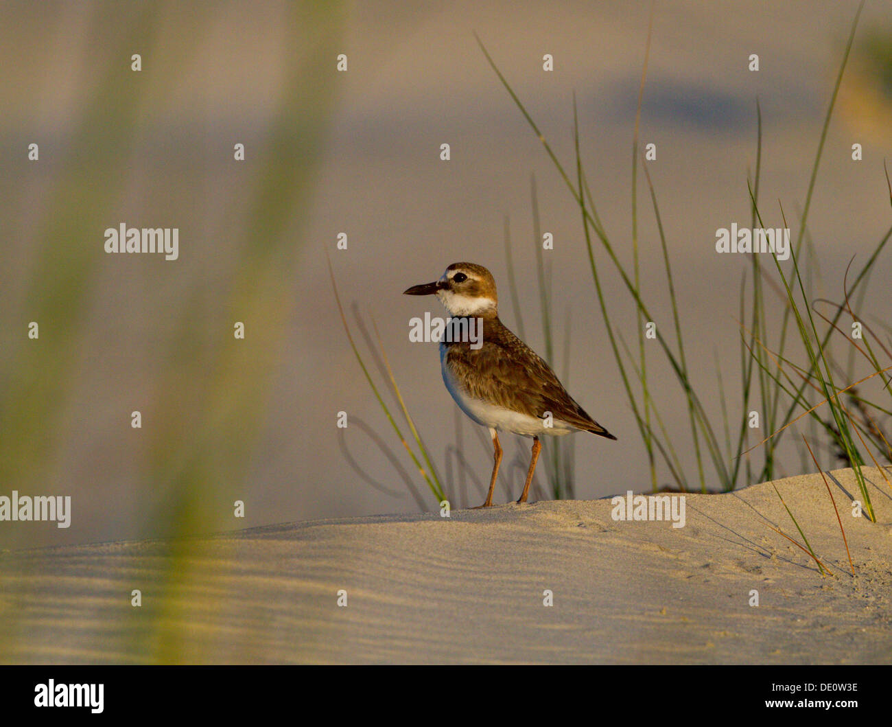 Il Wilson's Plover nelle dune di sabbia di nidificazione della Carolina del Sud Foto Stock