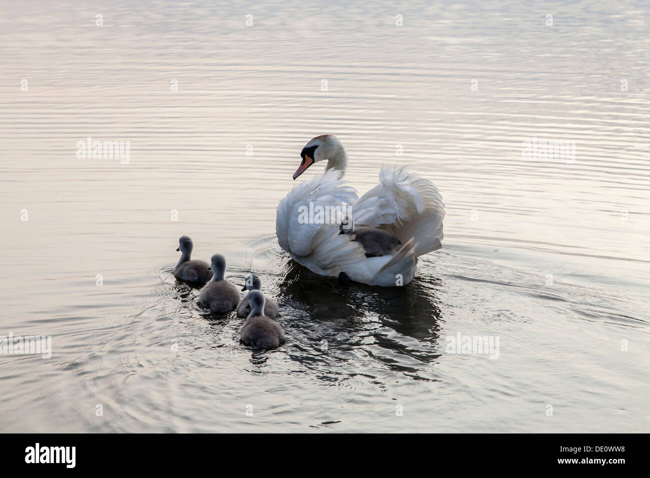 Ride a White Swan Foto Stock