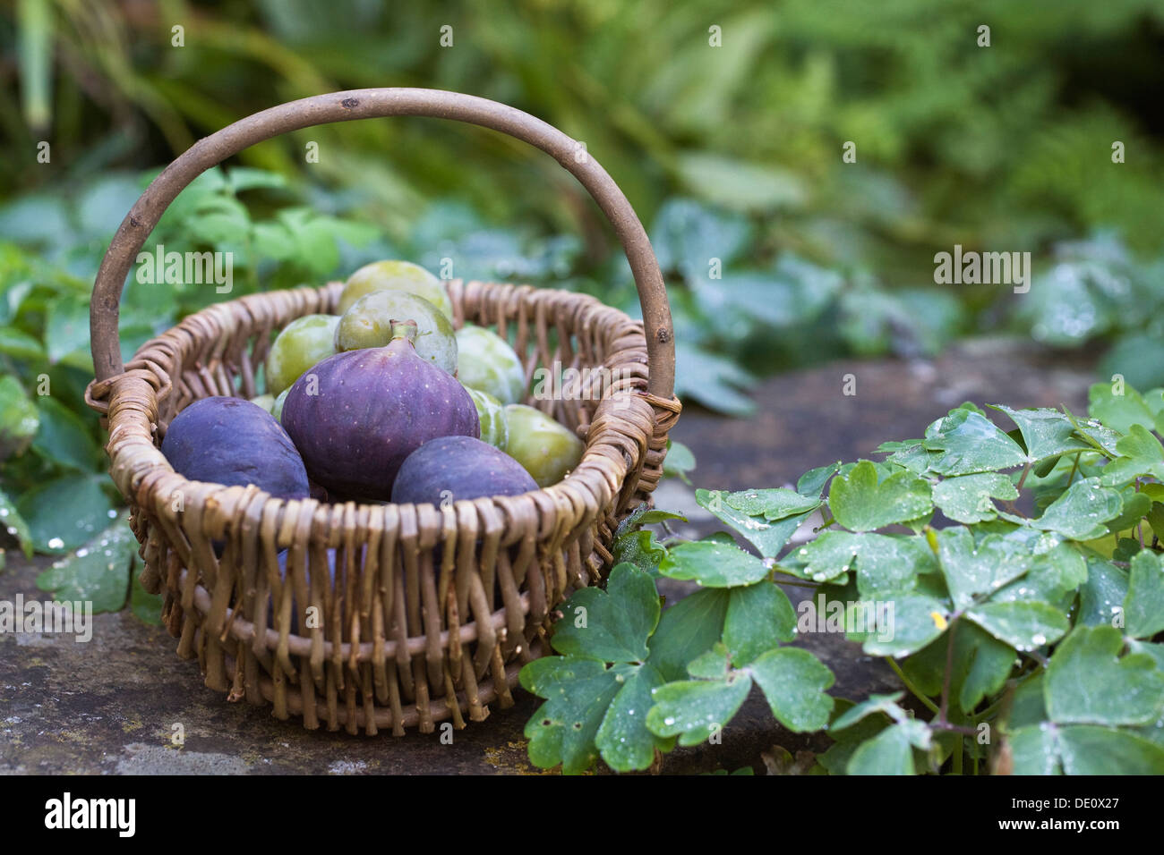 Ficus carica e Prunus domestica. Cesto di fichi e greengages. Foto Stock
