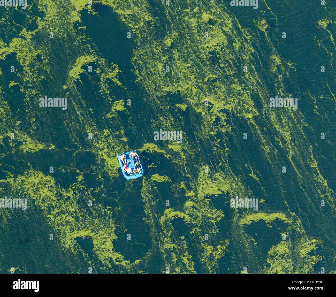 Vista aerea, lago di Kemnader Stausee con alghe e un pedalò, Witten, regione della Ruhr, Renania settentrionale-Vestfalia Foto Stock