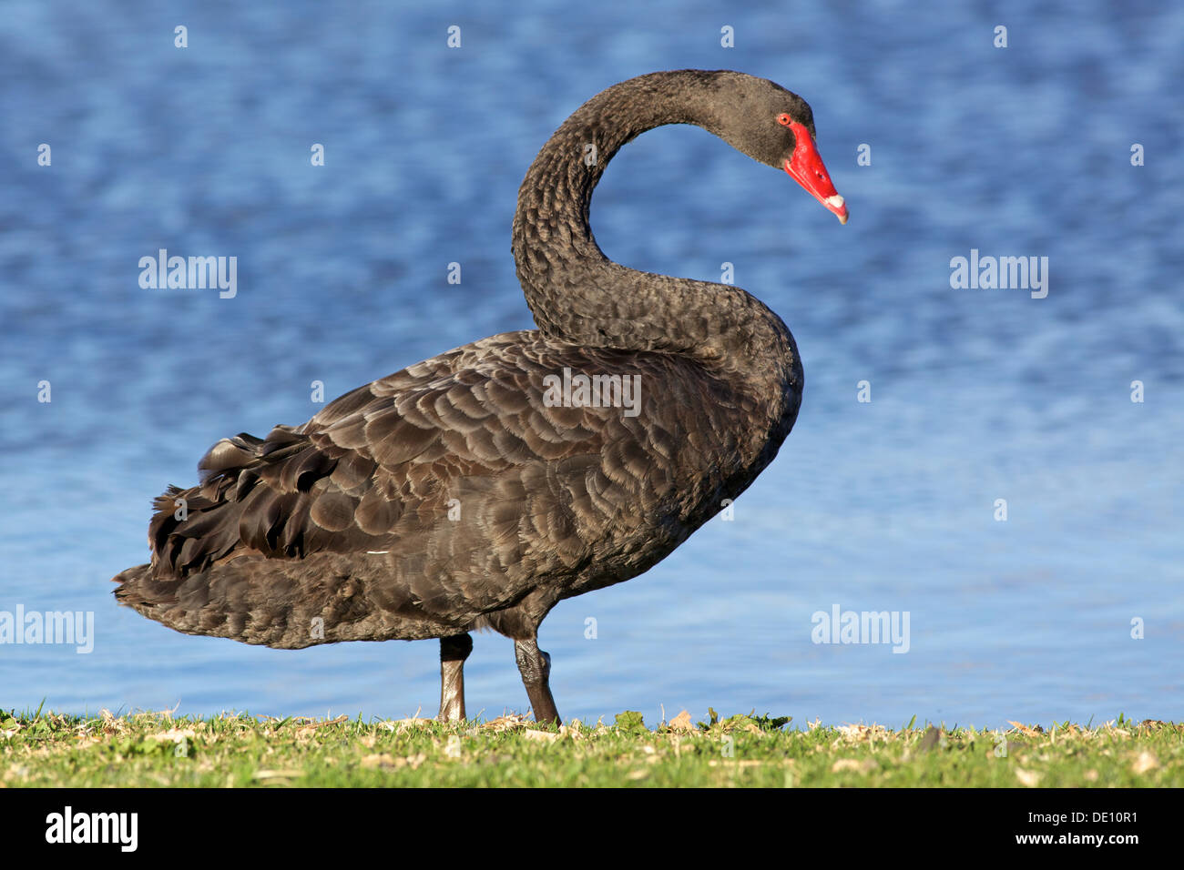 Il cigno nero (Cygnus atratus) è uno di Australia più famoso di uccelli, allevamento principalmente nel sud-est e sud-ovest. Foto Stock