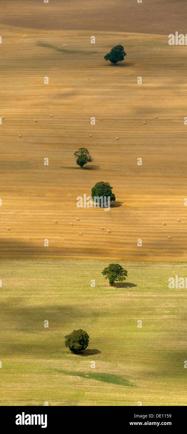 Vista aerea, alberi solitari in un campo, azienda, Moraine Foto Stock