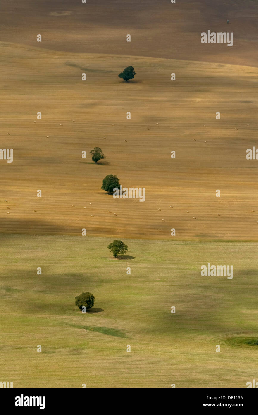 Vista aerea, alberi solitari in un campo, azienda, Moraine Foto Stock