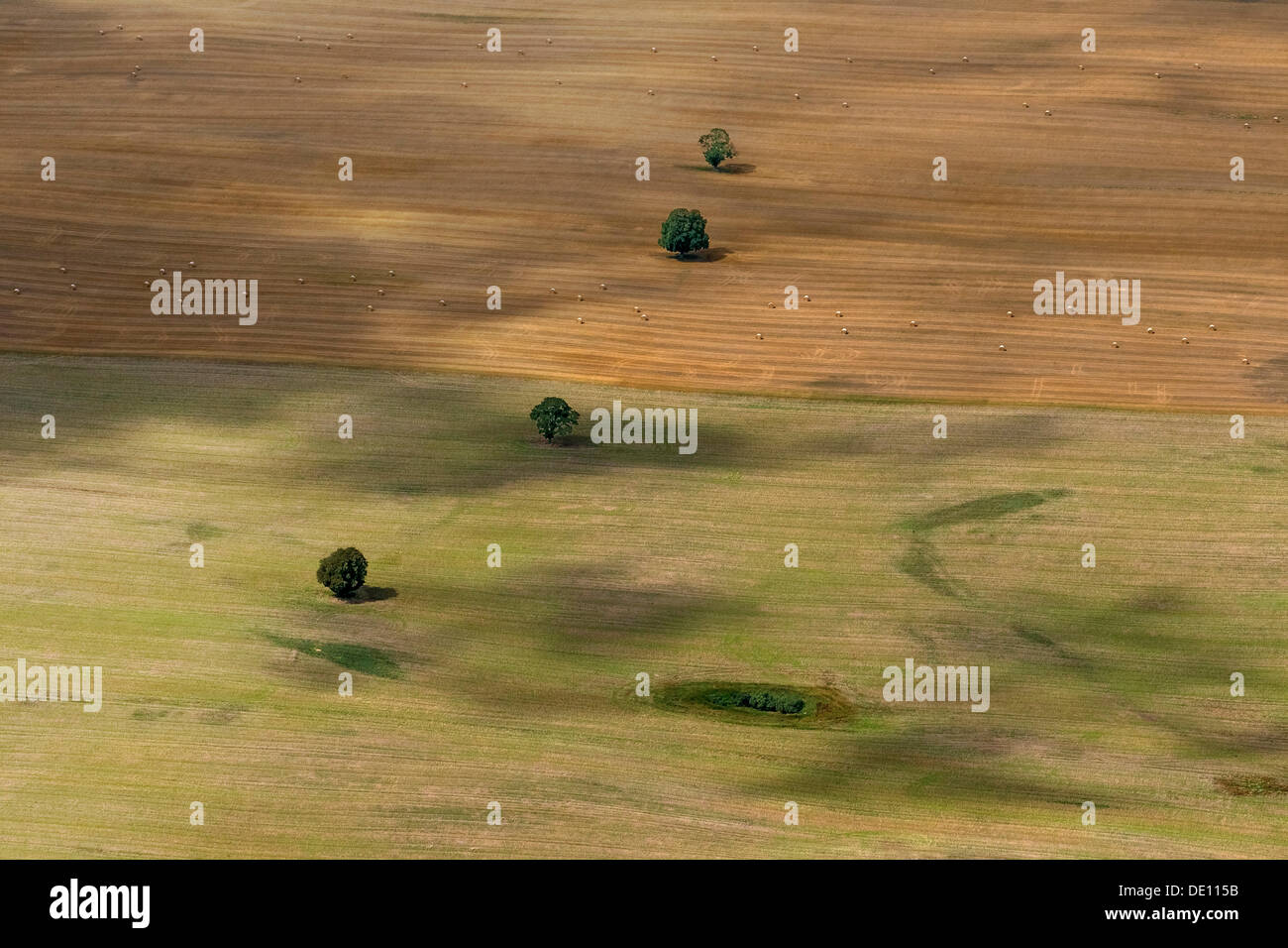 Vista aerea, alberi solitari in un campo, azienda, Moraine Foto Stock