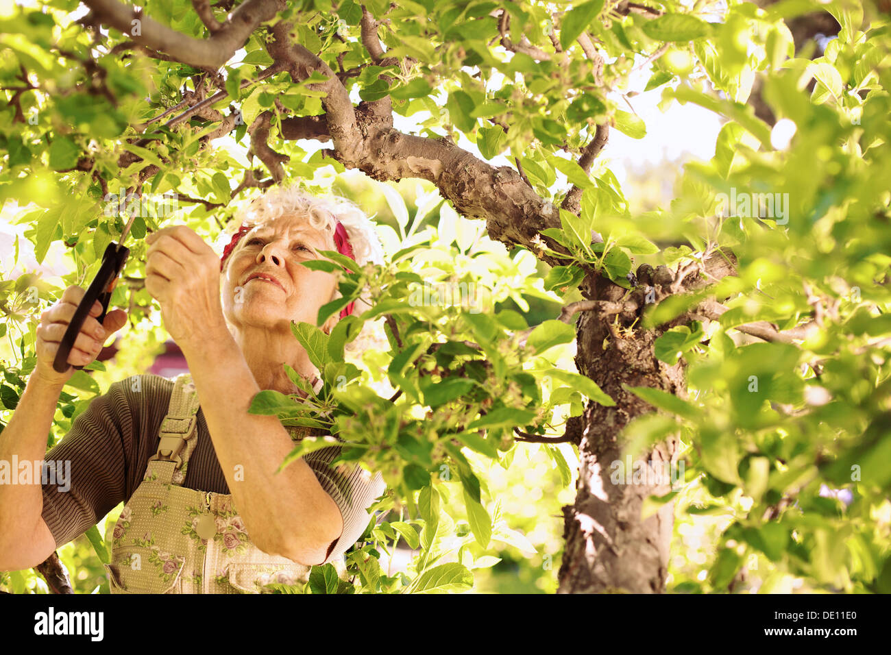 Senior donna taglio germogli essiccati dall'albero. Il sambuco donna giardinaggio nella sua fattoria. Foto Stock