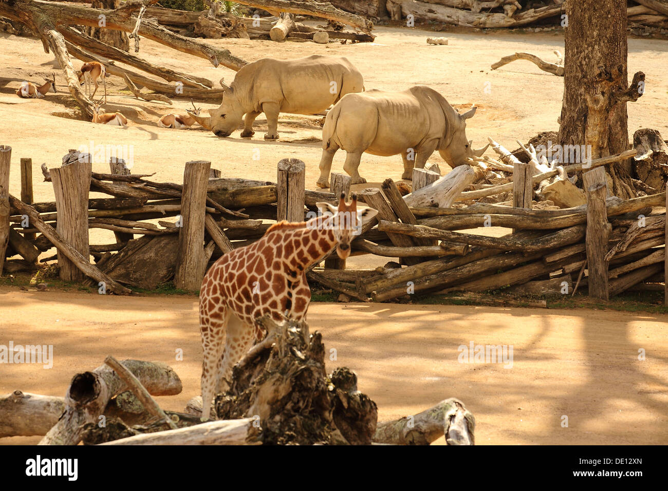 Giraffa e rinoceronte bianco presso lo zoo di Auckland, Nuova Zelanda Foto Stock