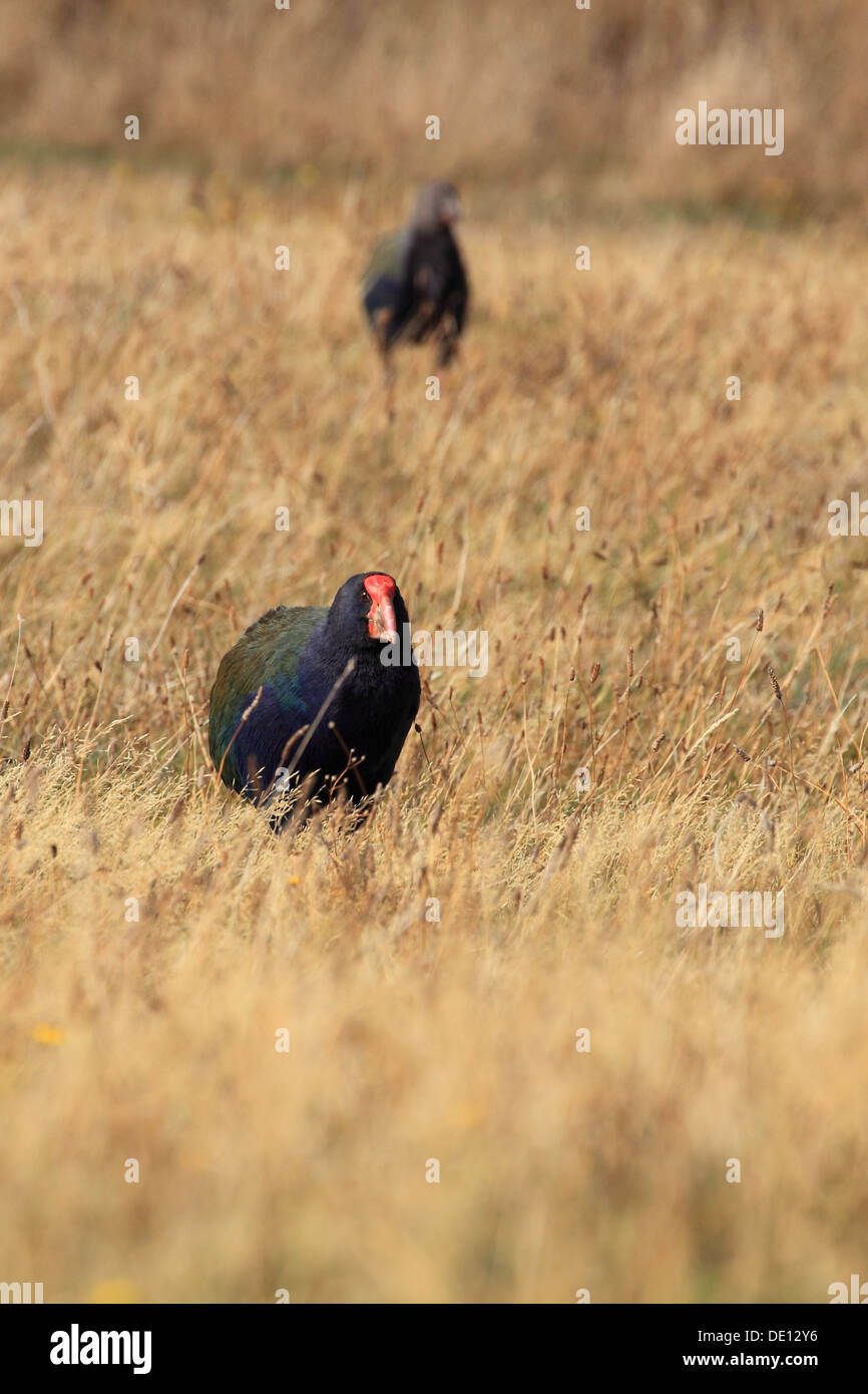 Takahe nativo - Nuova Zelanda Bird Foto Stock