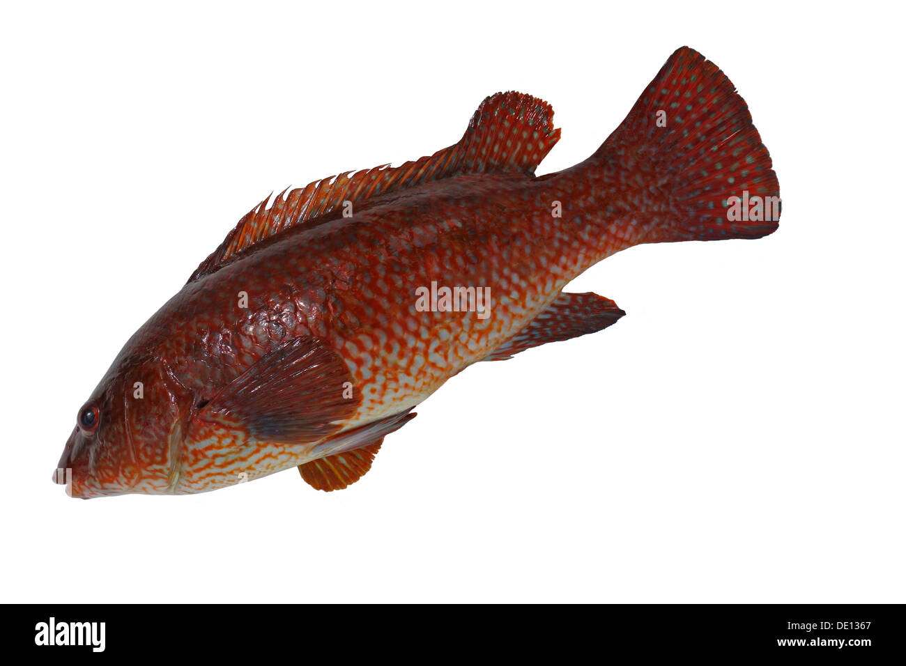 Pesce tagliato fuori. Ballan Wrasse Foto Stock