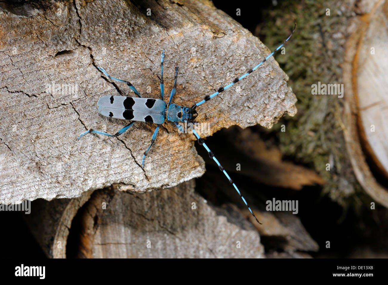 Rosalia Longicorn (Rosalia alpina) Foto Stock