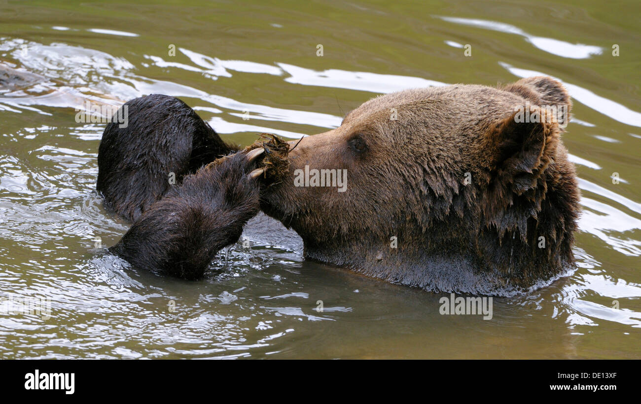 American l'orso bruno (Ursus arctos), ritratto, composto, parco nazionale della Foresta Bavarese, Bavaria Foto Stock