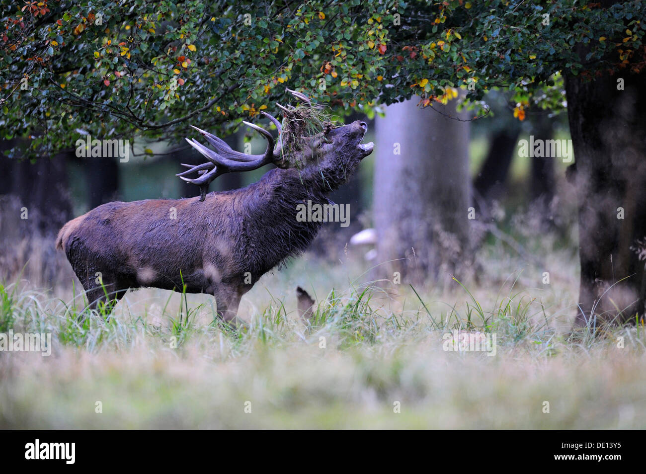 Il cervo (Cervus elaphus), solchi stag, bicchieratura, Jaegersborg, Danimarca, Scandinavia, Europa Foto Stock