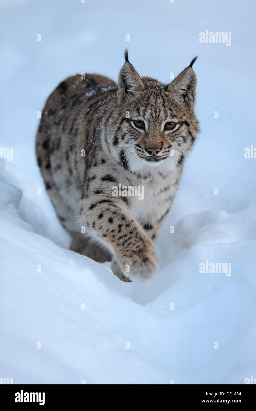 Eurasian (Lynx Lynx lynx), cub, in esecuzione attraverso la neve profonda, composto, Foresta Bavarese foresta nazionale, Bavaria Foto Stock