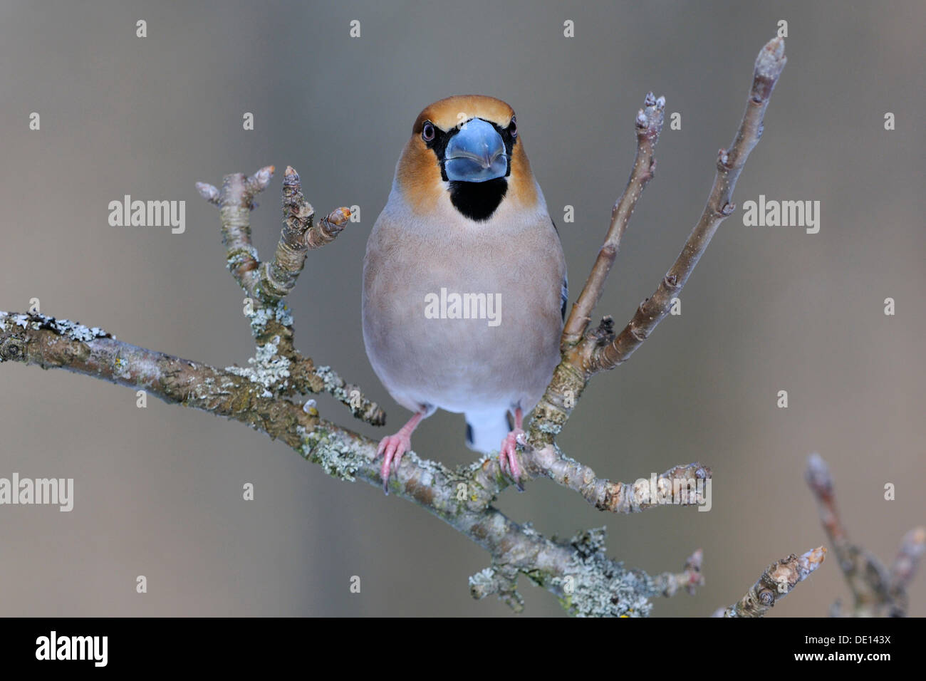 Hawfinch (Coccothraustes coccothraustes), maschio in allevamento piumaggio, appollaiato su apple ramo di albero, Riserva della Biosfera dall'UNESCO Foto Stock