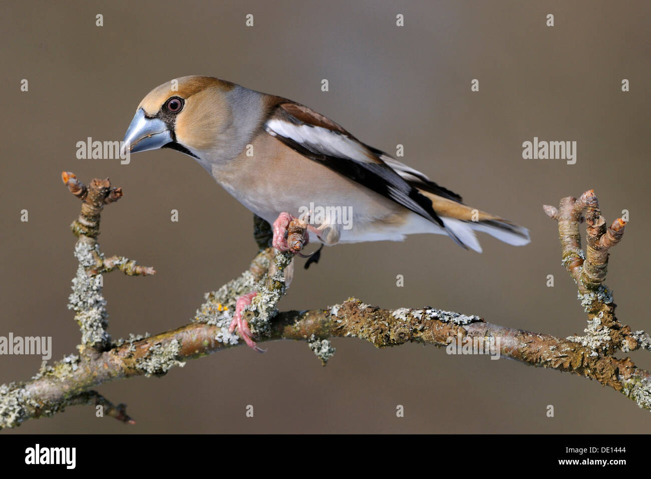 Hawfinch (Coccothraustes coccothraustes), femmina in allevamento piumaggio, appollaiato su apple ramo di albero, Riserva della Biosfera dall'UNESCO Foto Stock