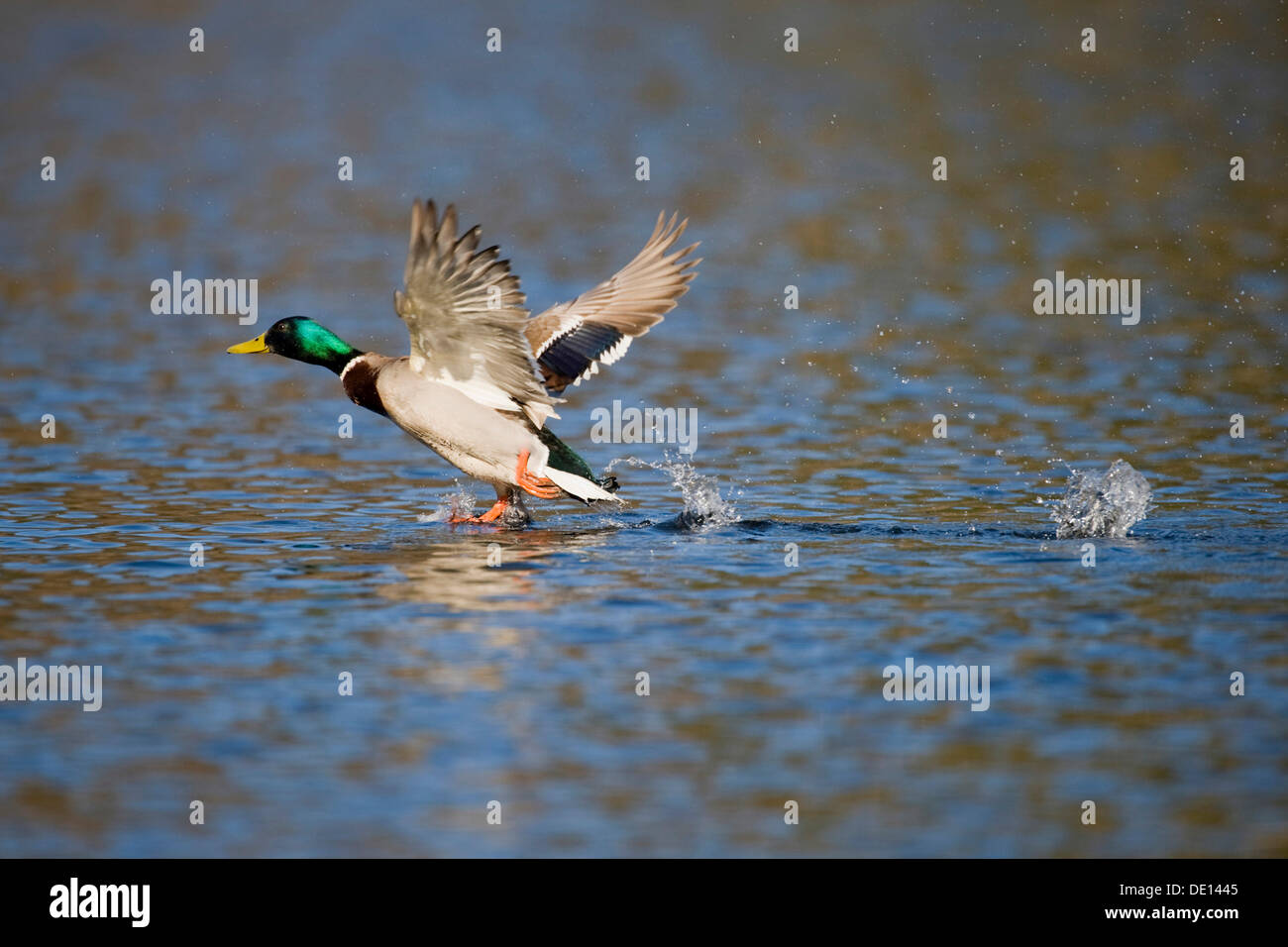 Il Germano Reale o anatra selvatica (Anas platyrhynchos), Drake tenendo spento Foto Stock