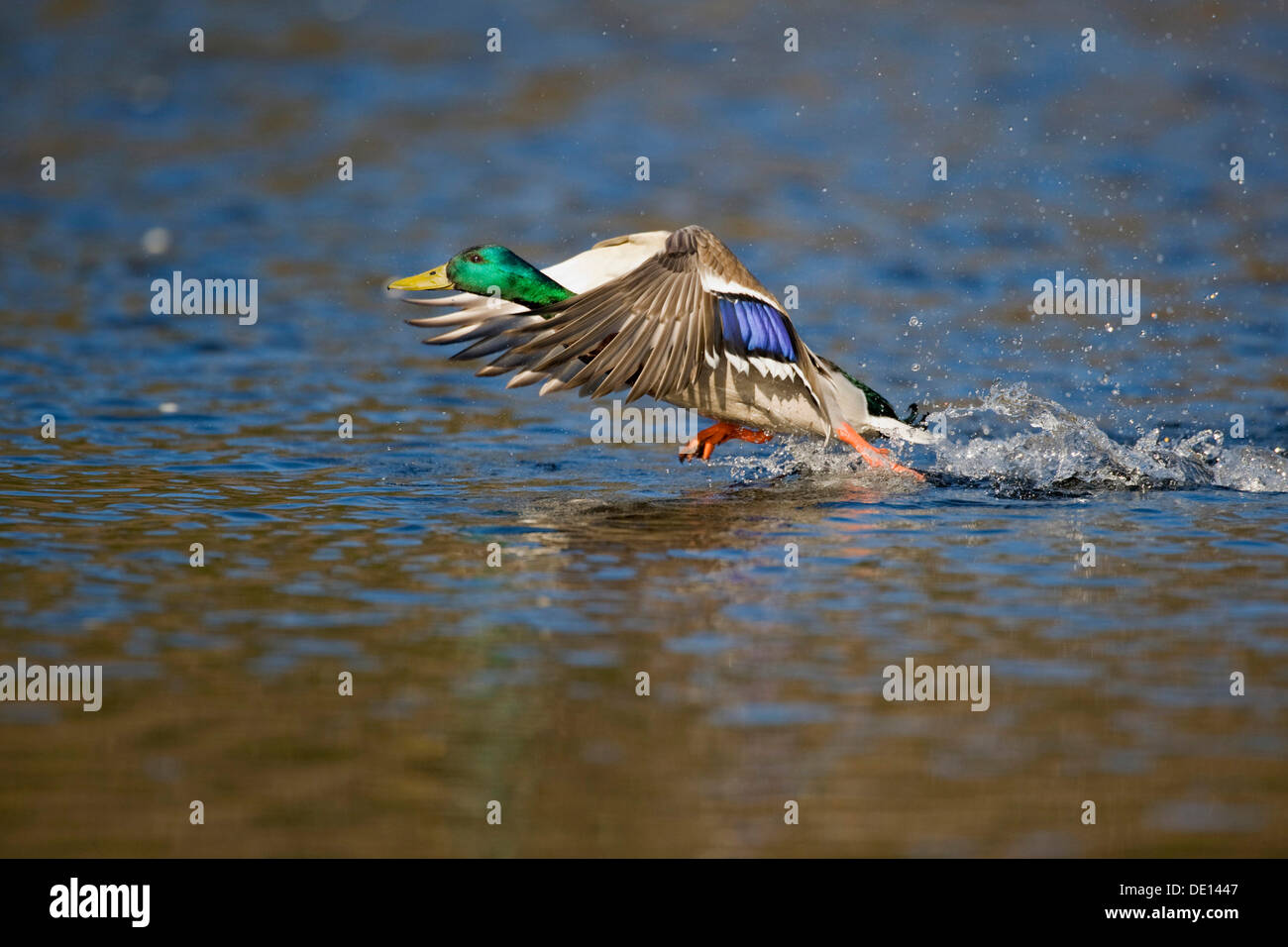 Il Germano Reale o anatra selvatica (Anas platyrhynchos), Drake tenendo spento Foto Stock