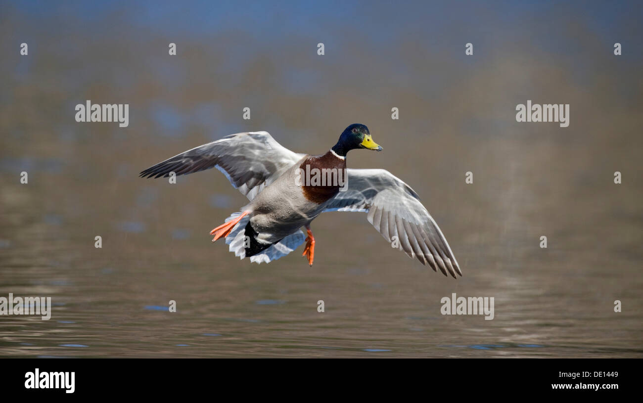 Il Germano Reale o anatra selvatica (Anas platyrhynchos), Drake landing Foto Stock