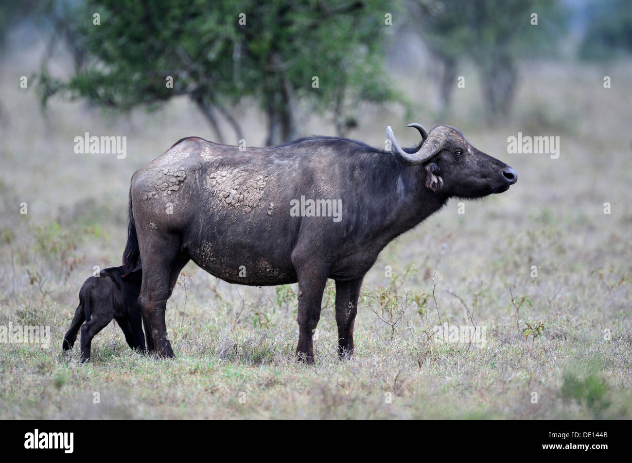 African buffalo (Syncerus caffer), mucca allattamento neonato di vitello, Lake Nakuru National Park, Kenya, Africa orientale, Africa Foto Stock