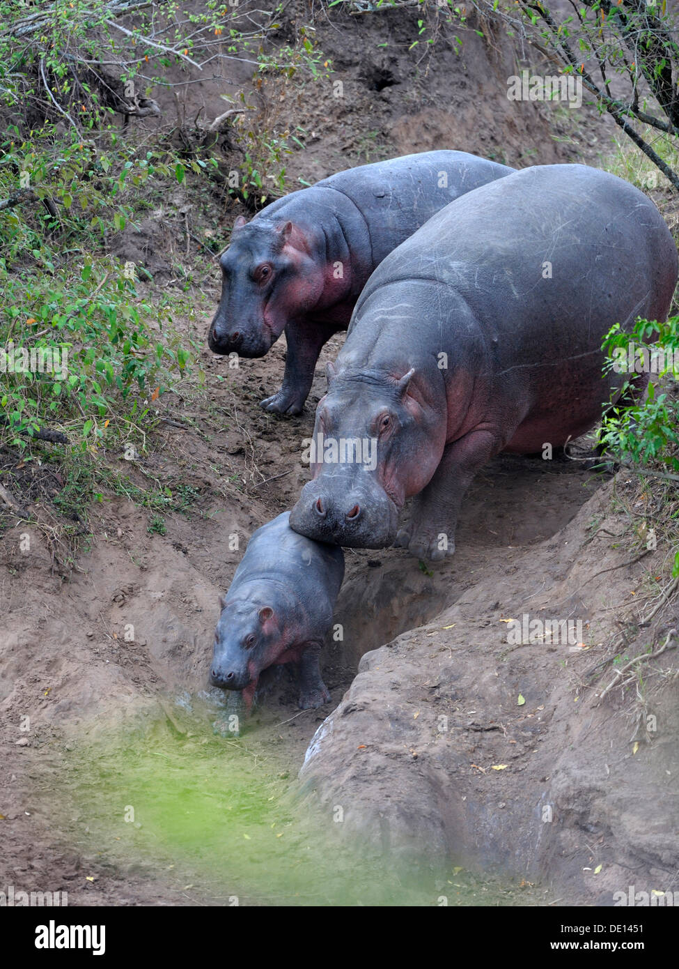 Ippopotamo (Hippopotamus amphibius), mucca con vitello neonato, il Masai Mara riserva nazionale, Kenya, Africa orientale, Africa Foto Stock