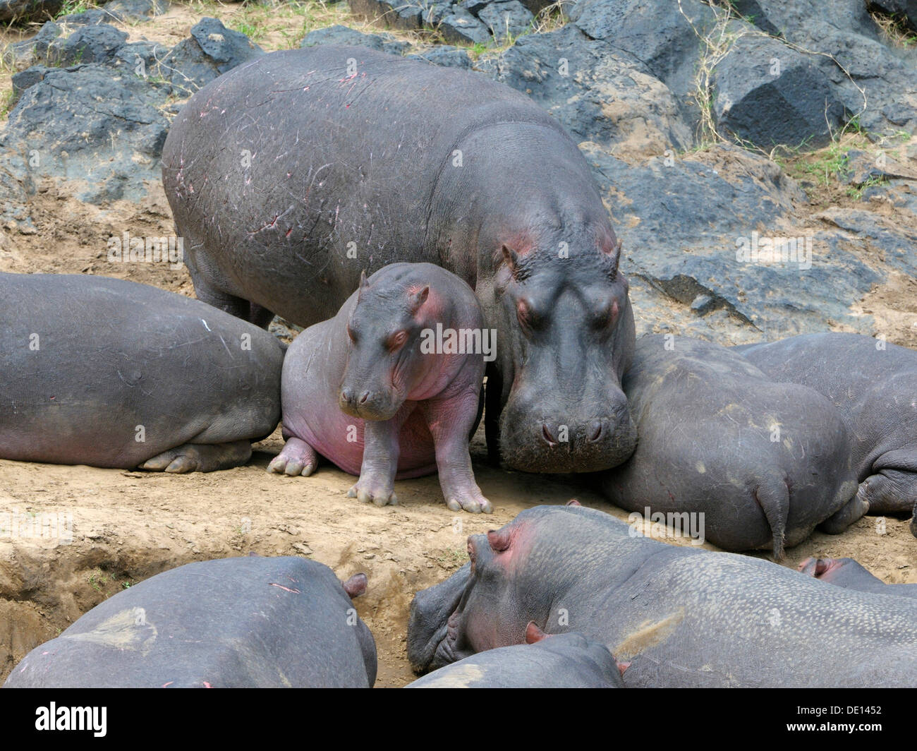 Ippopotamo (Hippopotamus amphibius), allevamento in appoggio sulla riva del fiume di Mara, il Masai Mara riserva nazionale, Kenya Foto Stock
