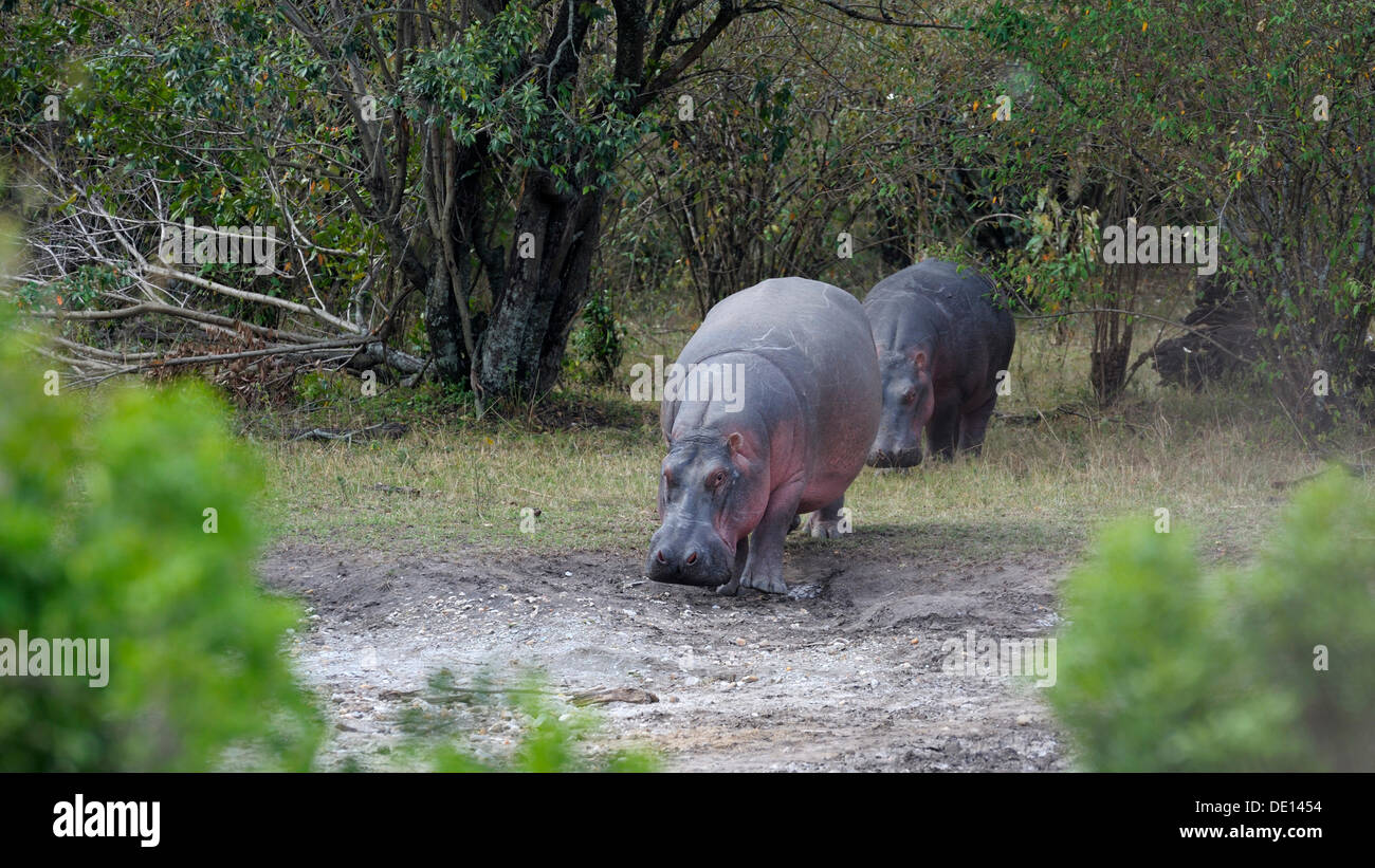 Ippopotamo (Hippopotamus amphibius), gruppo sulla riva, Masai Mara riserva nazionale, Kenya, Africa orientale, Africa Foto Stock