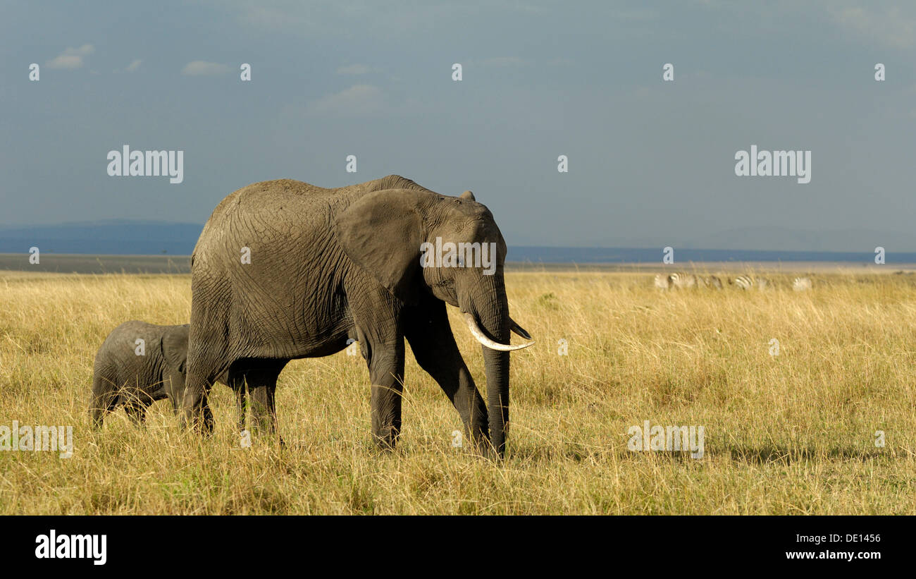 Bush africano Elefante africano (Loxodonta africana), mucca con vitello neonato girovagando paesaggio con cielo tempestoso Foto Stock