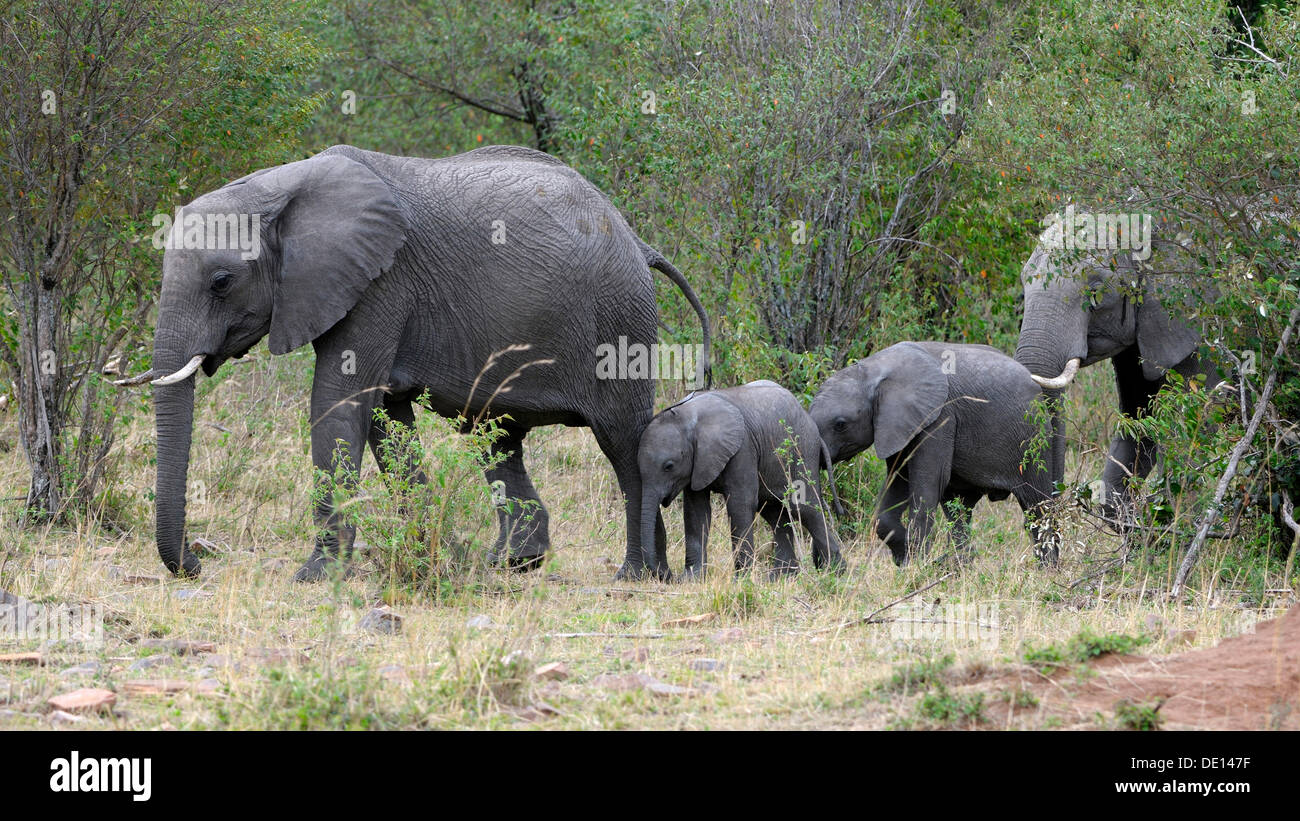 Bush africano Elefante africano (Loxodonta africana), vacche con vitelli, il Masai Mara riserva nazionale, Kenya, Africa orientale, Africa Foto Stock