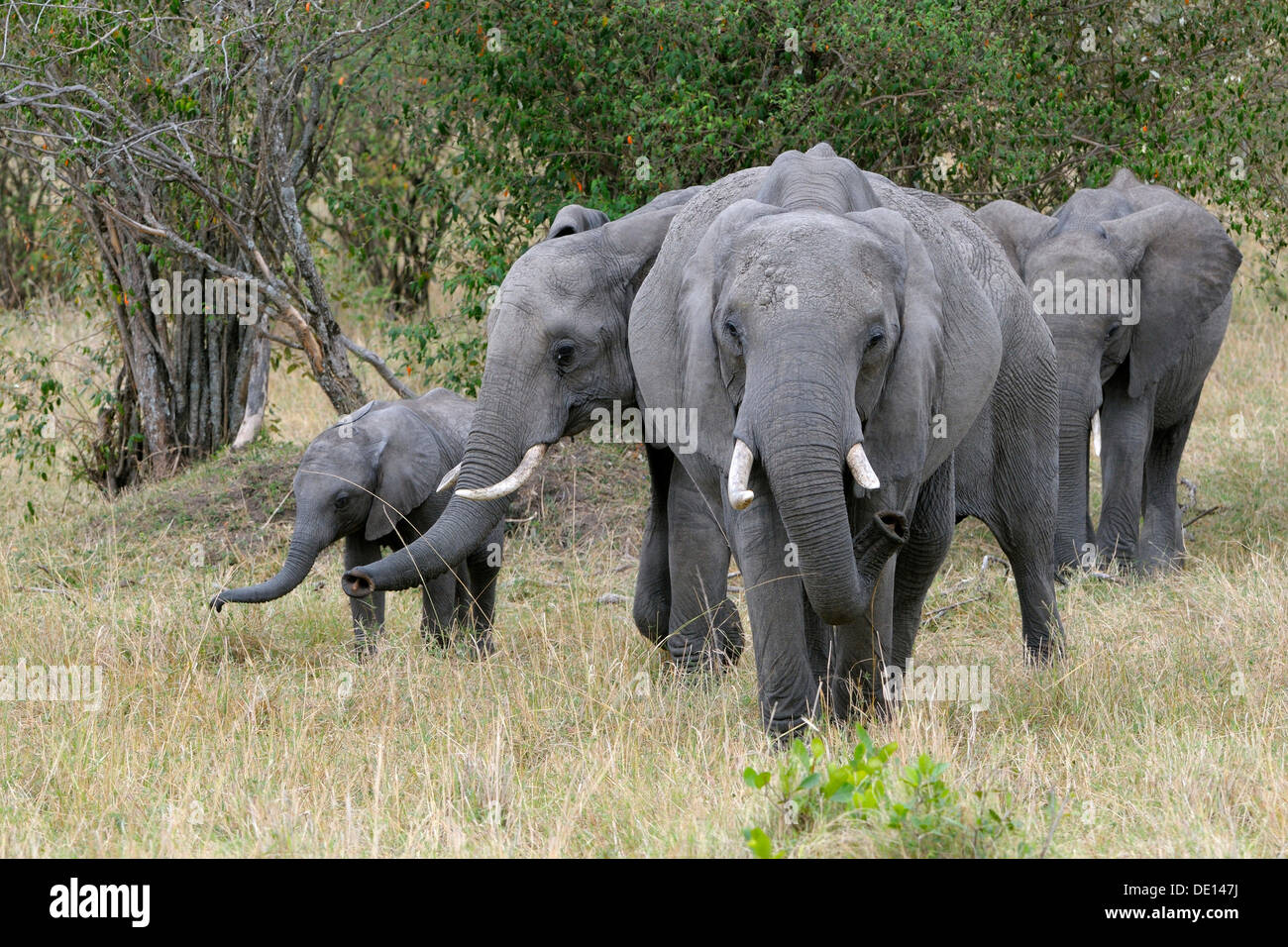 Elefante africano (Loxodonta africana), una mandria di elefanti, il Masai Mara riserva nazionale, Kenya, Africa orientale, Africa Foto Stock