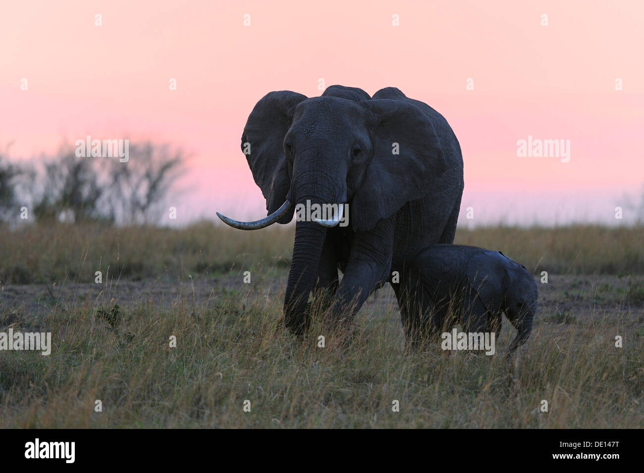 Elefante africano (Loxodonta africana), mucca e vitello alle prime luci dell'alba, il Masai Mara riserva nazionale, Kenya, Africa orientale Foto Stock