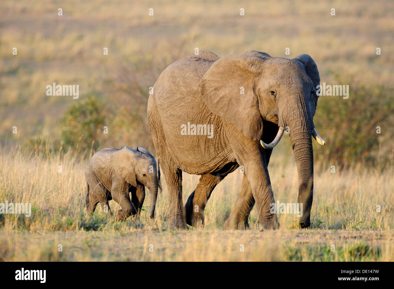 Elefante africano (Loxodonta africana), mucca e vitello alle prime luci dell'alba, il Masai Mara riserva nazionale, Kenya, Africa orientale Foto Stock