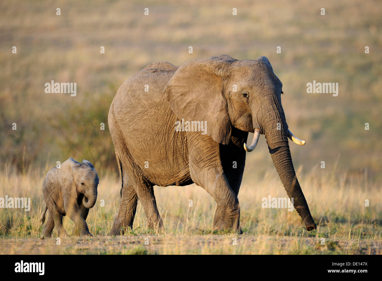 Elefante africano (Loxodonta africana), mucca e vitello alle prime luci dell'alba, il Masai Mara riserva nazionale, Kenya, Africa orientale Foto Stock