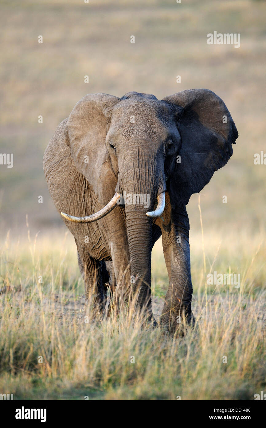 Elefante africano (Loxodonta africana), mucca e vitello alle prime luci dell'alba, il Masai Mara riserva nazionale, Kenya, Africa orientale Foto Stock