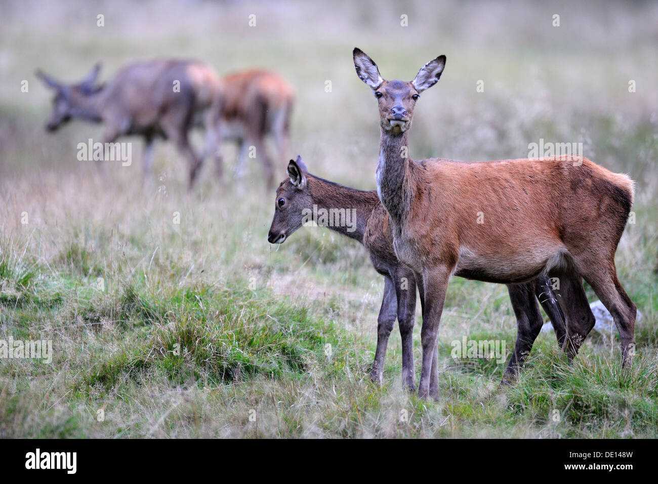 Il cervo (Cervus elaphus), doe con vitello, allevamento, Hind, fulvo, Jaegersborg, Danimarca, Scandinavia, Europa Foto Stock