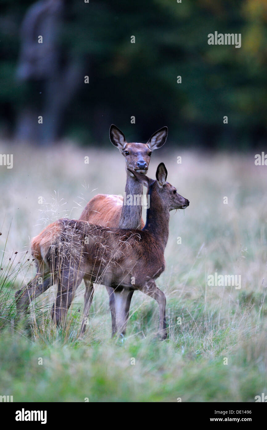 Il cervo (Cervus elaphus), doe e fulvo, Hind, Jaegersborg, Danimarca, Scandinavia, Europa Foto Stock