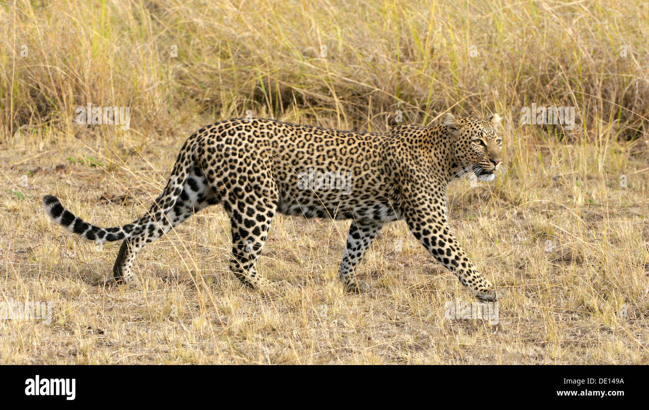 Leopard (Panthera pardus), il Masai Mara riserva nazionale, Kenya, Africa Foto Stock