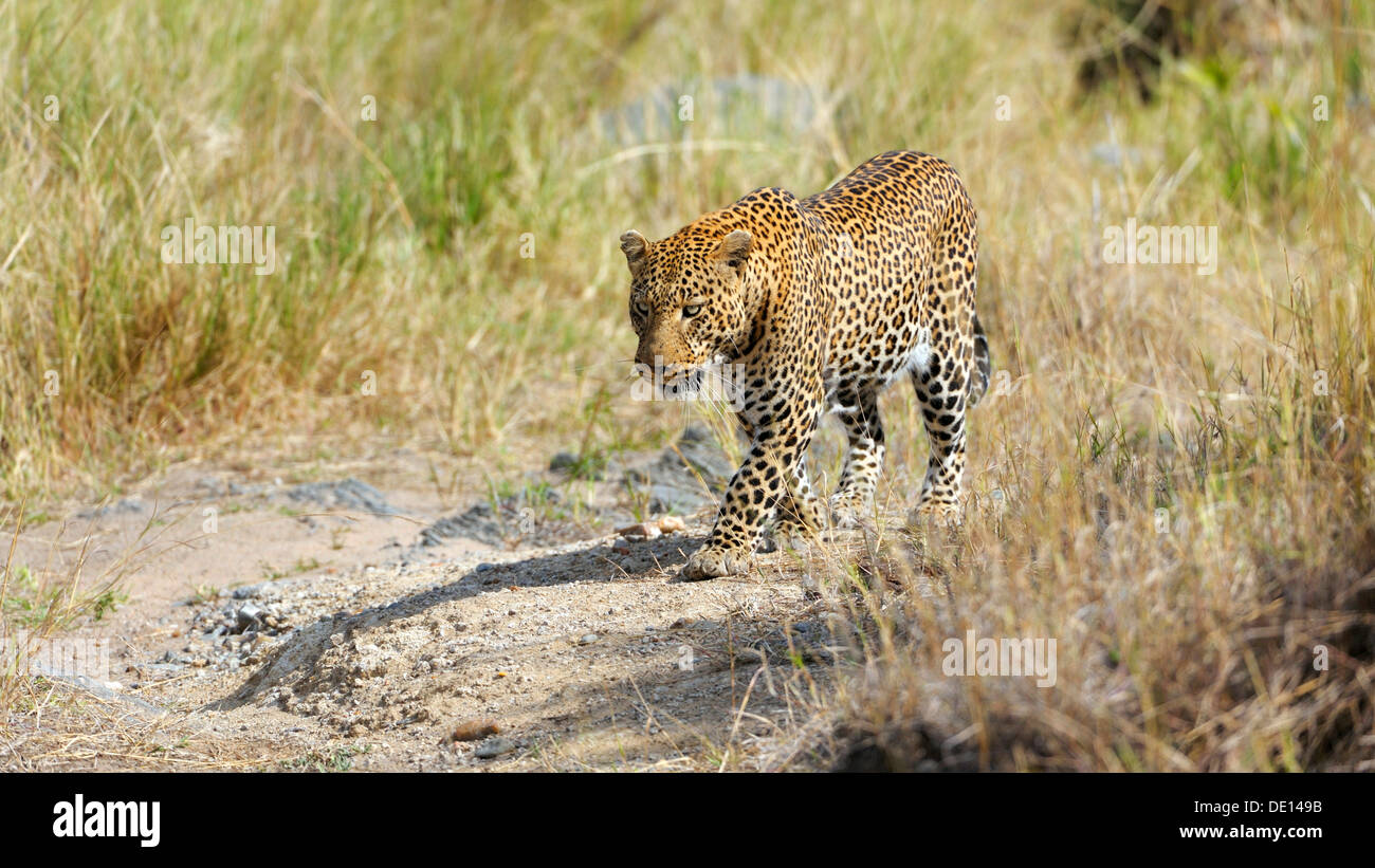 Leopard (Panthera pardus), il Masai Mara riserva nazionale, Kenya, Africa Foto Stock