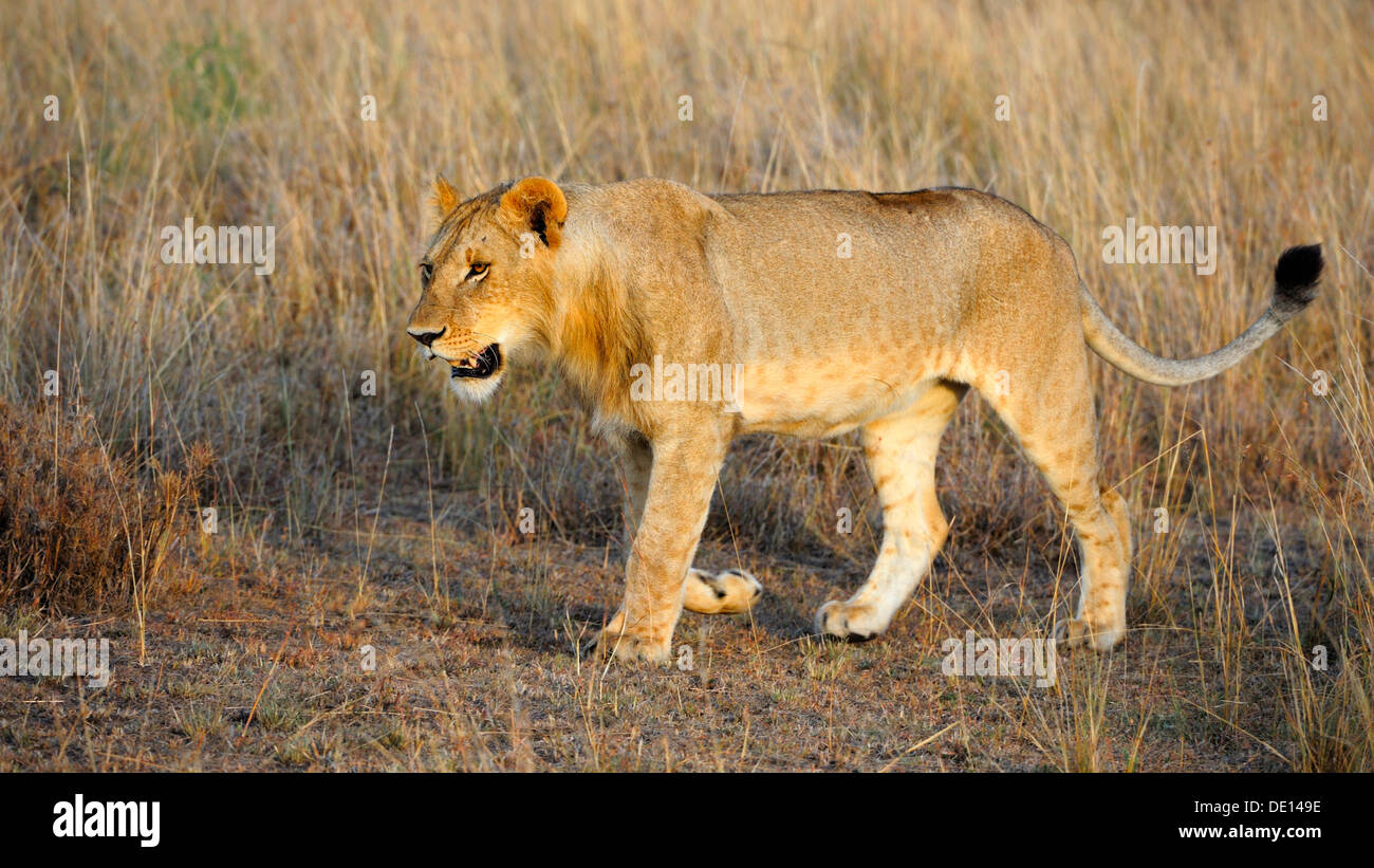 Lion (Panthera leo), giovane maschio nella luce del mattino, il Masai Mara riserva nazionale, Kenya, Africa Foto Stock