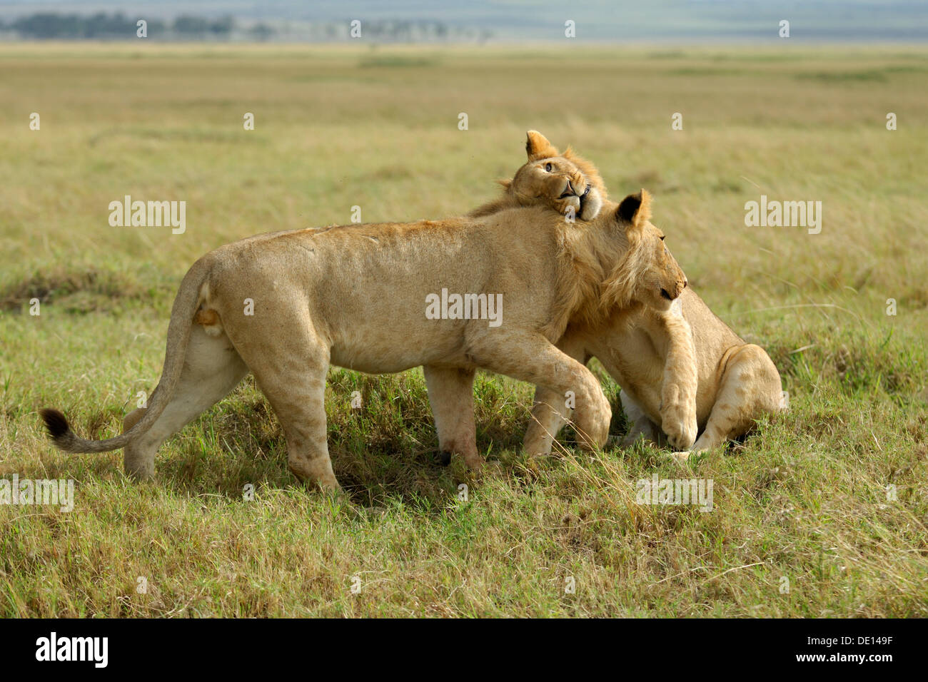 I Lions (Panthera leo), riproduzione, coccole fratelli, Masai Mara riserva nazionale, Kenya, Africa Foto Stock