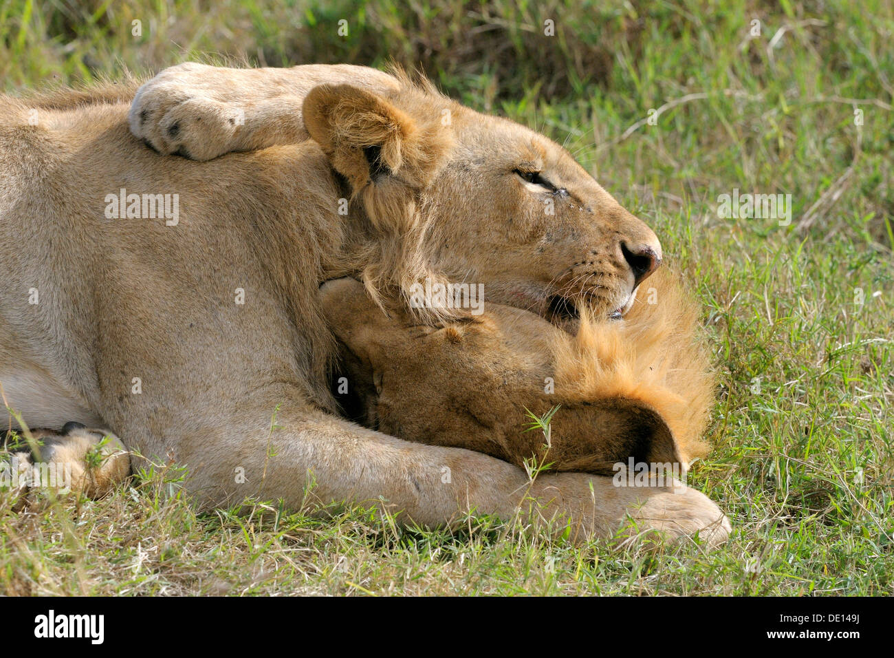 I Lions (Panthera leo), riproduzione, coccole fratelli, Masai Mara riserva nazionale, Kenya, Africa Foto Stock