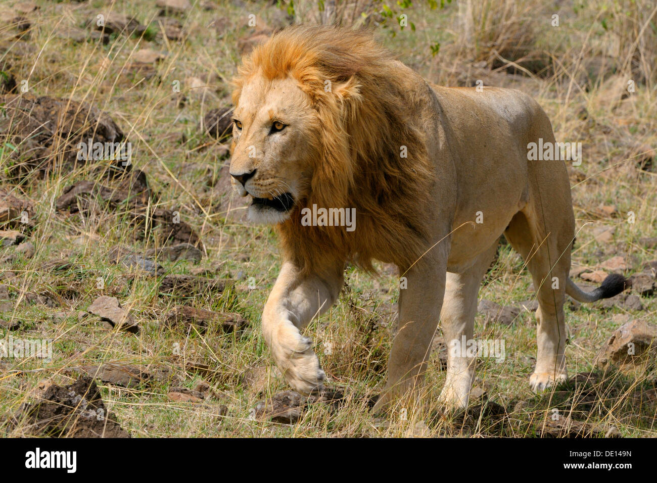 Lion (Panthera leo), maschio adulto, il Masai Mara riserva nazionale, Kenya, Africa Foto Stock