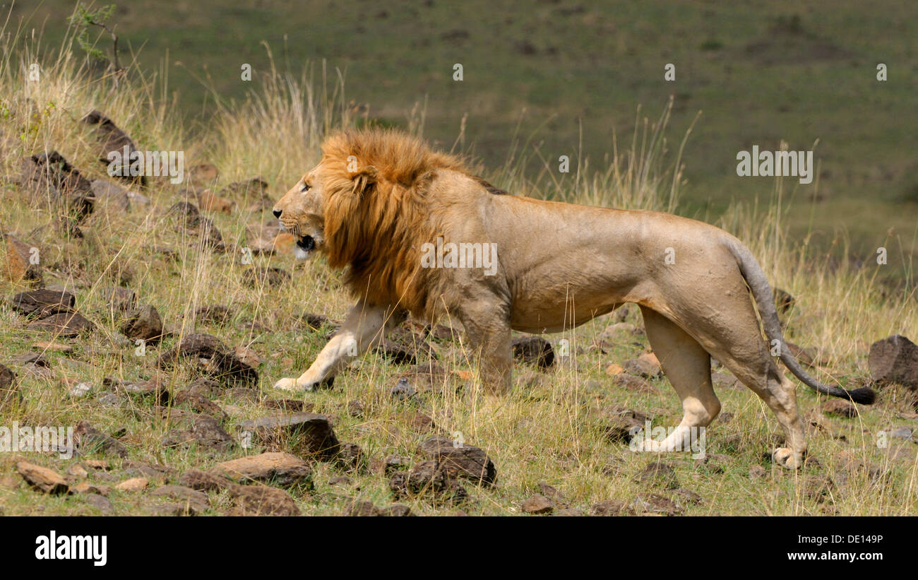 Lion (Panthera leo), maschio adulto, il Masai Mara riserva nazionale, Kenya, Africa Foto Stock